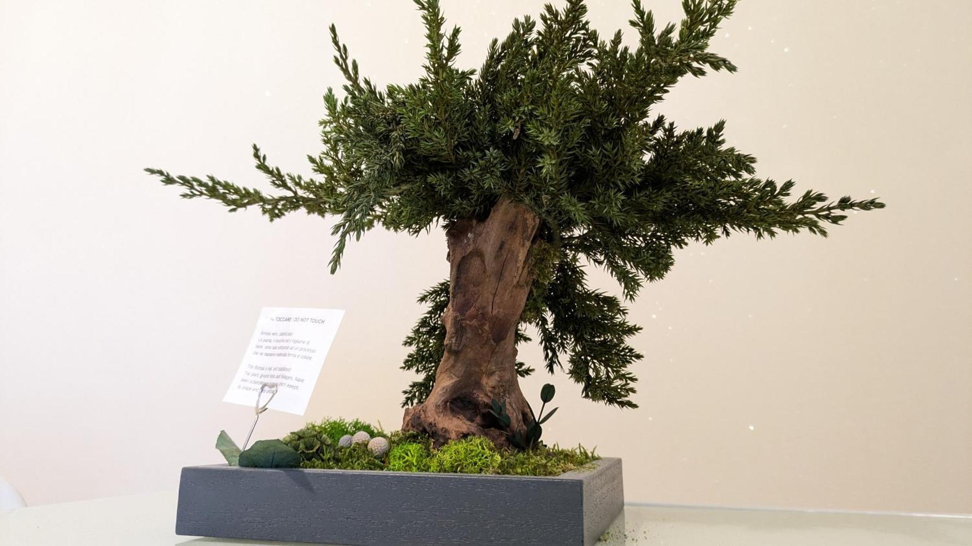 Bonsai Bed & Breakfast Fiumicino Luaran gambar